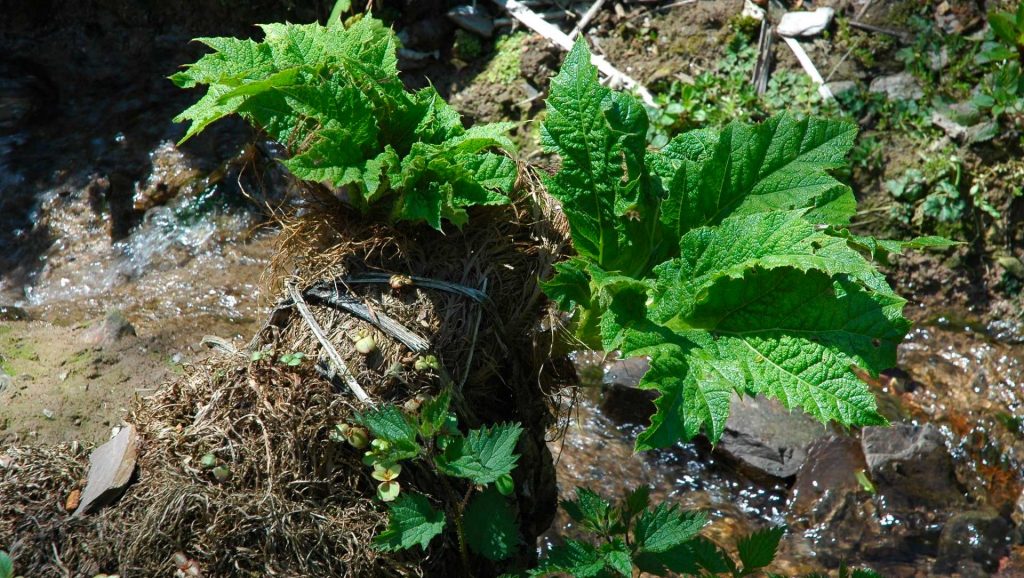 Giant Rhubarb