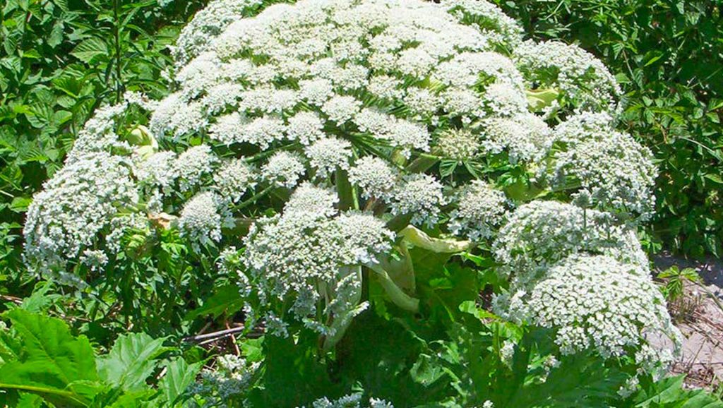 Hogweed