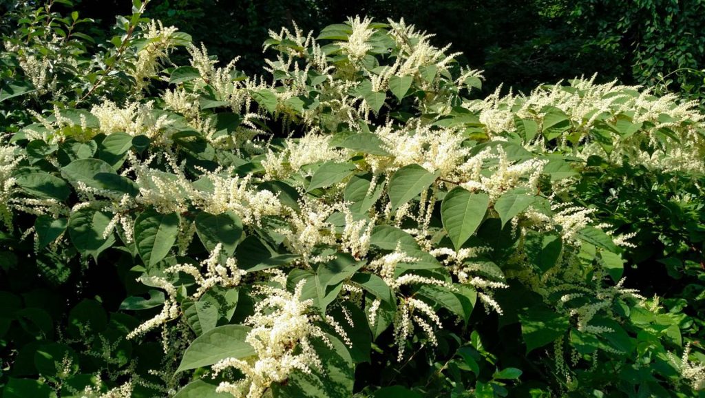 Knotweed