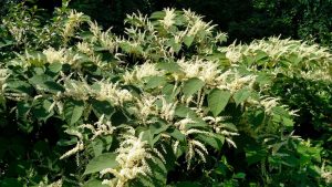 Knotweed