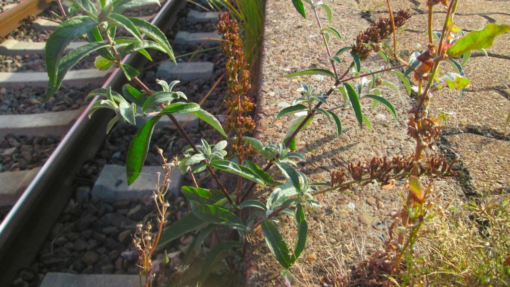 Buddleia